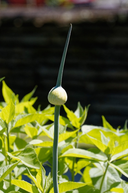 Jardin Botanique de la Bastide-062